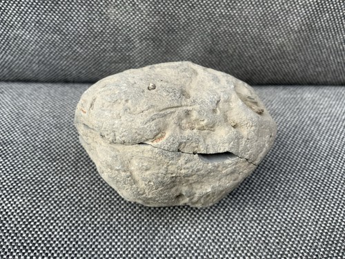 Hildoceras ammonite pos neg - ammonite, pos/neg