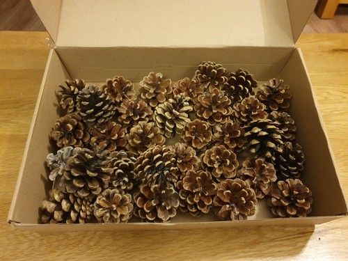 Pine cones for - pine, table
