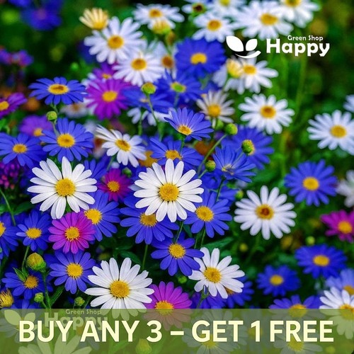 Swan river daisy mix 5500 - river,