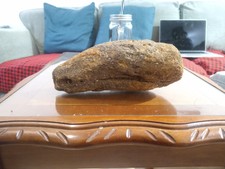 Fossilised Sperm Whale Tooth
