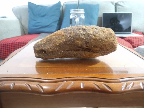 Fossilised sperm whale tooth - sperm,