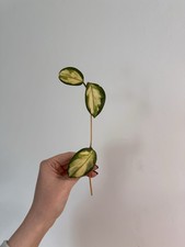 Hoya carnosa 'Krimson