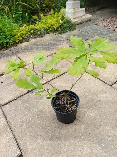 Oak sapling pot - grown, outside