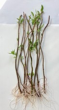 Twisted Willow Tree Rooted