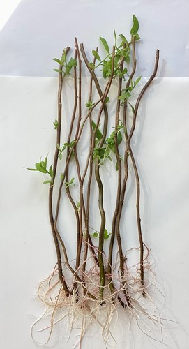 Twisted willow tree - willow, rooted