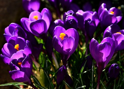 10x large flowering purple - 10x,