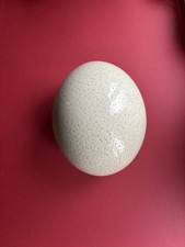 Antique Ostrich Egg