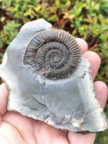 Dactylioceras ammonite - sp,