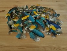 Blue gold macaw - gold,