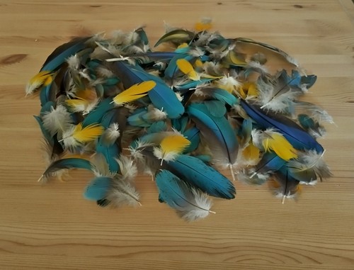Blue gold macaw parrot - gold, body
