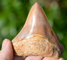 A22,   STUNNING!   3.4" JAVAN