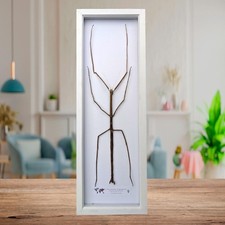 Framed Giant Margin-Winged Stick Insect Taxidermy: Ethically Sourced Entomology