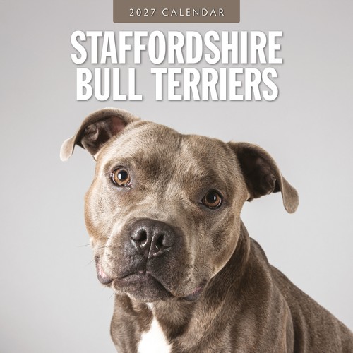 Staffordshire bull terriers - staffordshire,