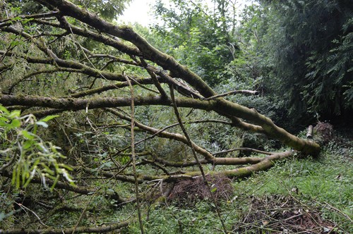 Laburnum wood for turning - wood,
