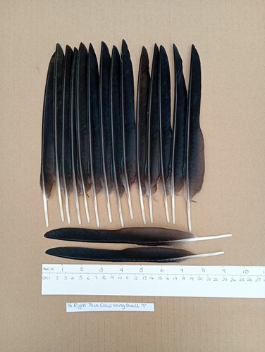 Right thin european carrion - 16,