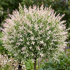 Salix 'Hakuro-nishiki'. 4L