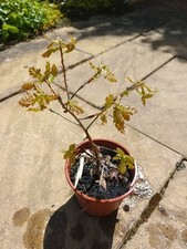 Oak Sapling pot grown outside