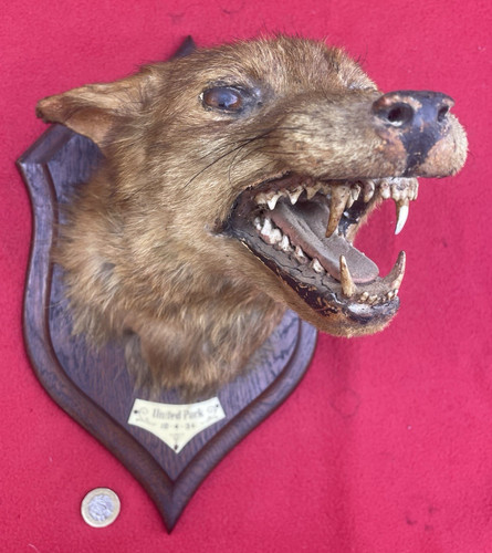 1934 fox mask taxidermy - 1934,