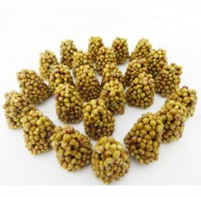 50 Osmocote Slow Release