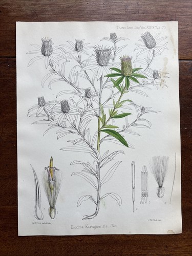 Antique dicoma karaguensis - ,