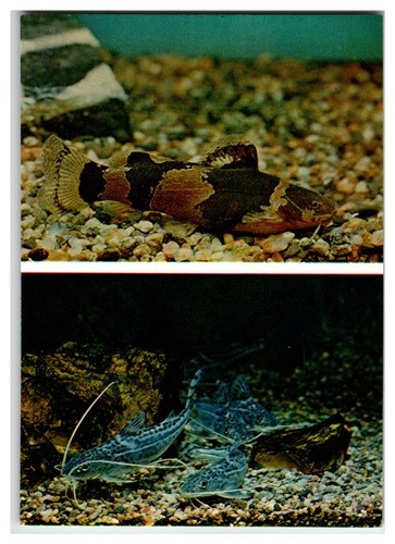 Aquarium fish postcard zebra - aquarium,