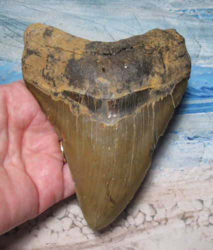Megalodon shark tooth 8 - shark, 5