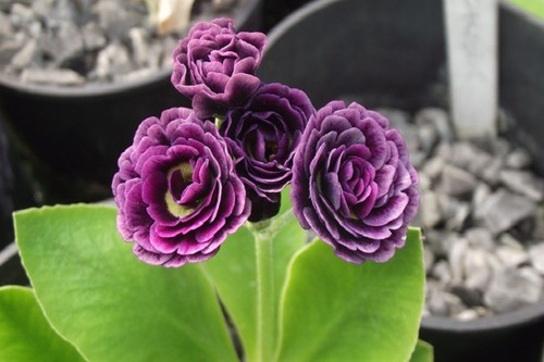 Primula auricula excalibur - primula,