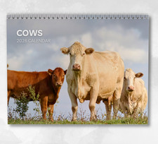 Cow Calendar 2026: Monthly