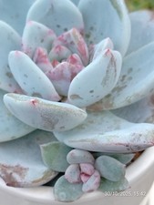 One pot Echeveria 'Trumso' succulent rooted plant