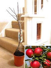 1 Dwarf Fruit Tree in Pot