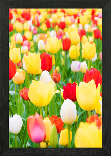 Colorful tulip field full - colorful,