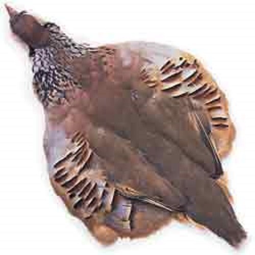 French partridge whole skin - french,