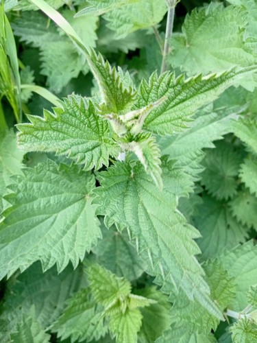 Dried and fresh - nettle, leaf