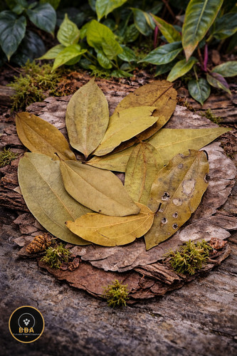X10 cinnamon leaves terrarium - x10,