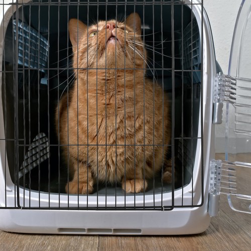 Metal wire fence door cat - door,