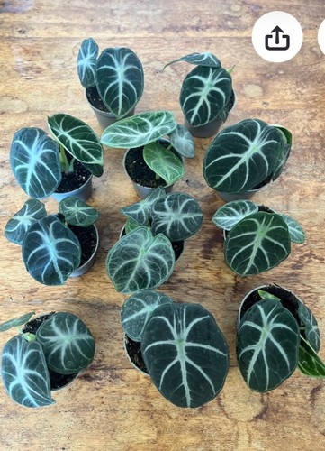 Alocasia reginula ninja - reginula, rare