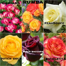 6 ROSE