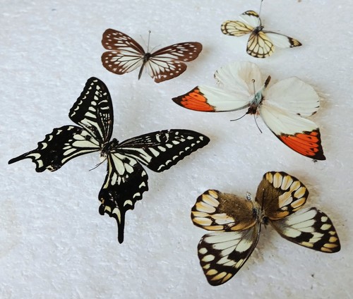 Butterfly collection set x5 - collection,