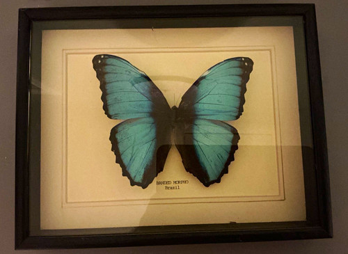 Framed blue banded morpho - framed,