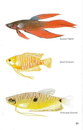 Vintage exotic fish print