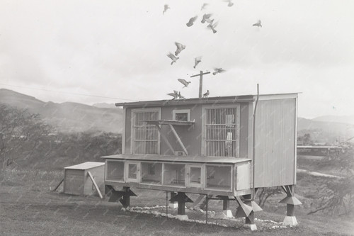 Pigeons deck photo - pigeons,