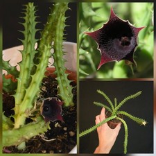 Huernia keniensis. Large