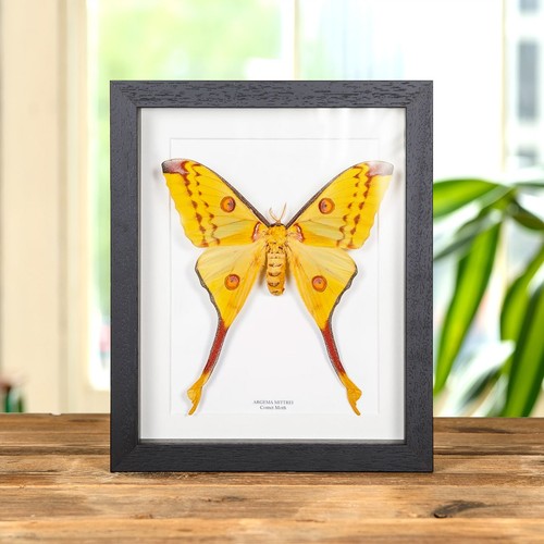 Female comet taxidermy moth - taxidermy,