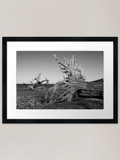 Driftwood Beach Framed Art