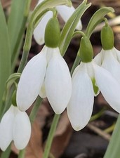 Galanthus elwesii comet - galanthus,