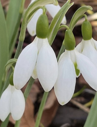 Three galanthus elwesii - three,