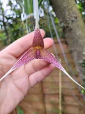 Rare Dracula platycrater