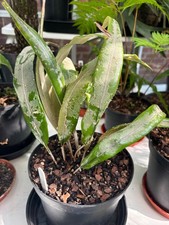 Pyrrosia glabra (Pyrrosia nuda) fern - 2 litre pot