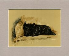 Lucy Dawson ~ Cairn Terrier ~