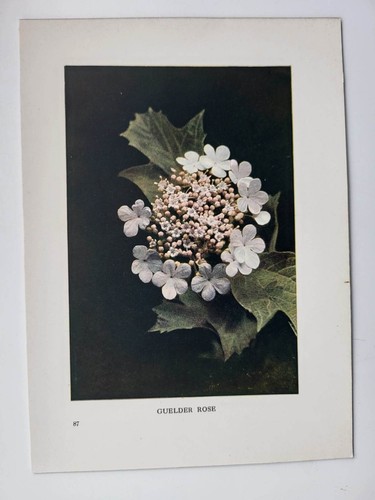 Old vintage colour flowers - vintage,